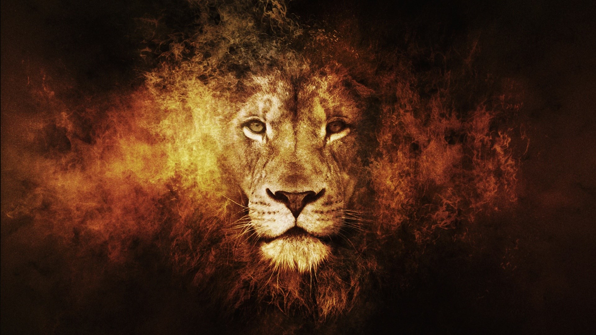 1920x1080 lion pack 1080p hd JPG 410 kB