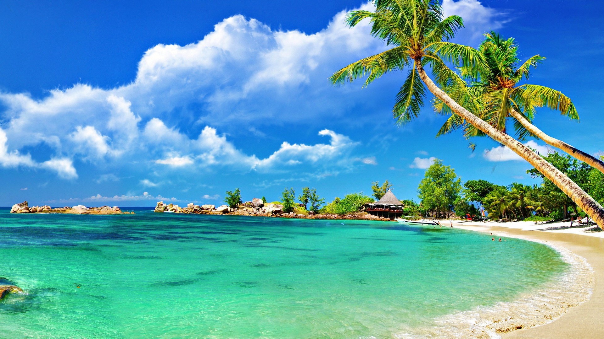 Tropical Beach With Palm Trees And Turquoise Water Hd Wallpaper | Rare ...