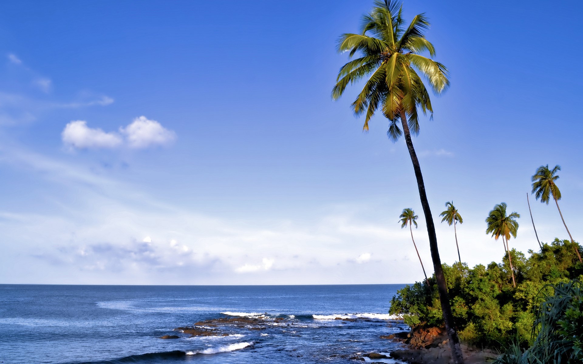 Palm Trees On A Rocky Shore With The Ocean Hd Wallpaper | Rare Gallery